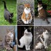 300px-Collage_of_Six_Cats-01